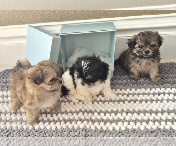 Medium Photo #1 Mal-Shi Puppy For Sale in CEDAR RAPIDS, IA, USA