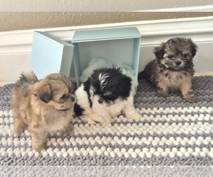 Mal-Shi Litter for sale in CEDAR RAPIDS, IA, USA