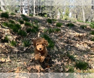 Goldendoodle (Miniature) Puppy for sale in WILMINGTON, DE, USA