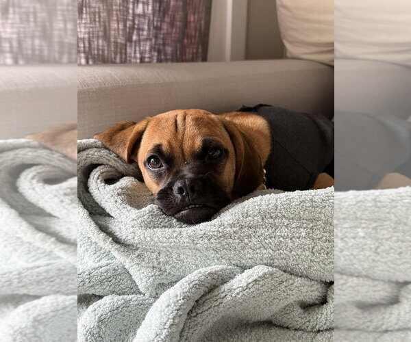 Medium Photo #4 Boxer Puppy For Sale in Austin, TX, USA