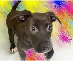 Small Photo #2 American Pit Bull Terrier-Unknown Mix Puppy For Sale in Tulsa, OK, USA