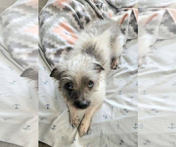 Medium Photo #2 Toxirn Puppy For Sale in Princeton, MN, USA