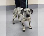 Small Mutt