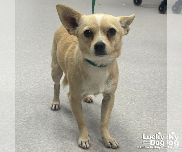 Medium Photo #2 Chihuahua-Unknown Mix Puppy For Sale in Washington, DC, USA