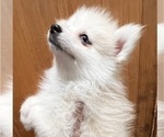 Small Photo #29 Pomsky Puppy For Sale in GOLDEN VALLEY, AZ, USA