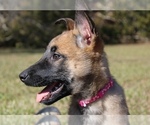 Small Photo #2 German Shepherd Dog Puppy For Sale in NEW ORLEANS, LA, USA