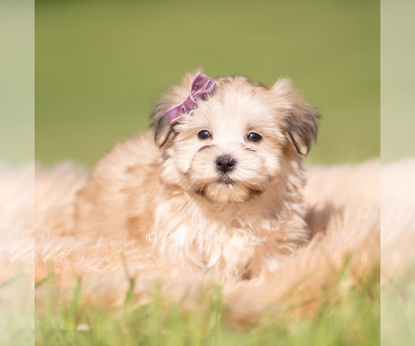 Medium Photo #13 Morkie Puppy For Sale in WARSAW, IN, USA