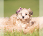 Small Photo #13 Morkie Puppy For Sale in WARSAW, IN, USA