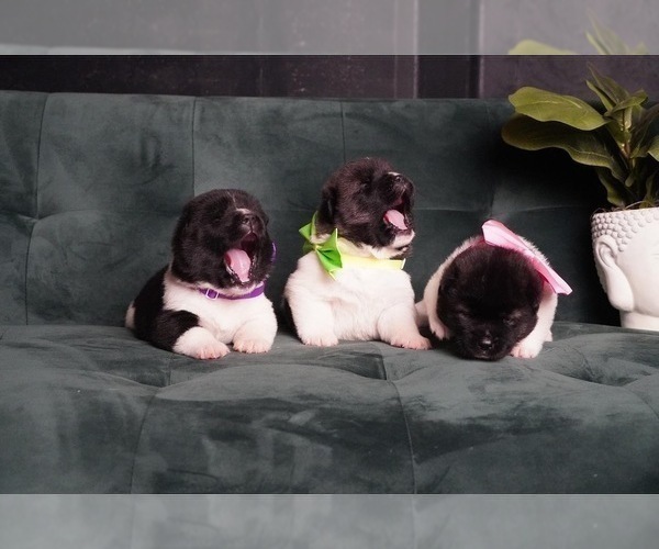 Medium Photo #11 Akita Puppy For Sale in MCDONOUGH, GA, USA