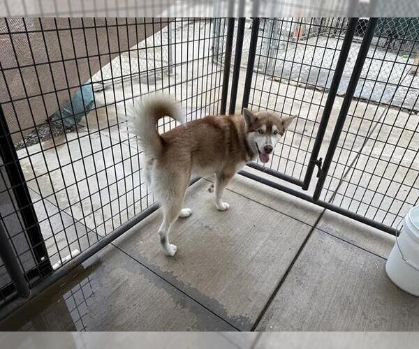 Medium Photo #1 - Mix Puppy For Sale in Oakdale, CA, USA