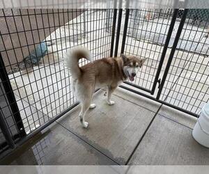 - Mix Dogs for adoption in Oakdale, CA, USA