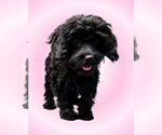Small #3 Cavalier King Charles Spaniel Mix