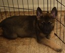 Puppy 0 German Shepherd Dog-Norwegian Elkhound Mix