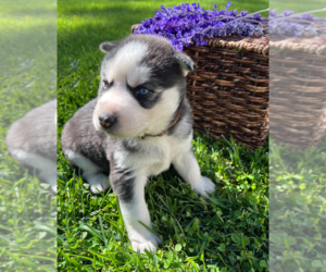 Siberian Husky Puppy for Sale in EAST HERKIMER, New York USA