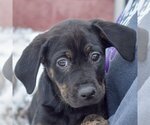 Small Photo #2 Coonhound-Unknown Mix Puppy For Sale in Huntley, IL, USA