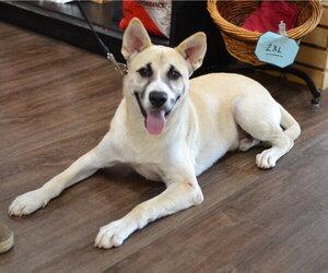 German Shepherd Dog-Unknown Mix Dogs for adoption in Enfield, CT, USA