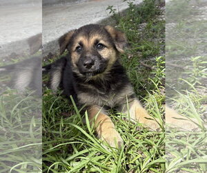 German Shepherd Dog-Unknown Mix Dogs for adoption in Royal Palm Beach, FL, USA