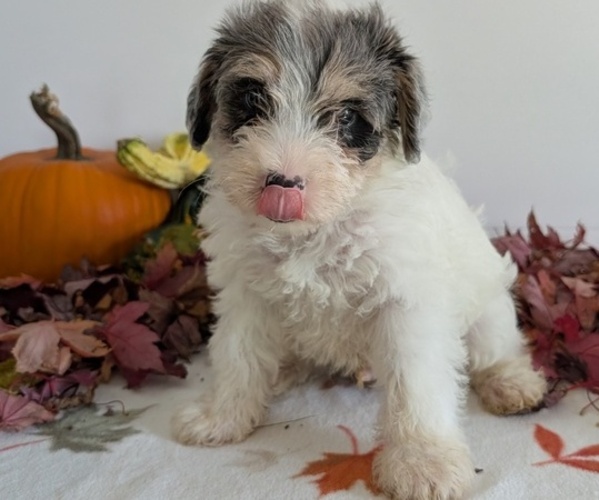 Medium Photo #3 Schnoodle (Miniature) Puppy For Sale in GOSHEN, IN, USA
