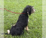 Small #2 Mutt