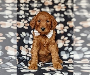 Goldendoodle Puppy for sale in CHRISTIANA, PA, USA