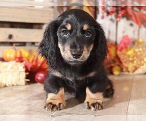 Dachshund Puppy for sale in MOUNT VERNON, OH, USA