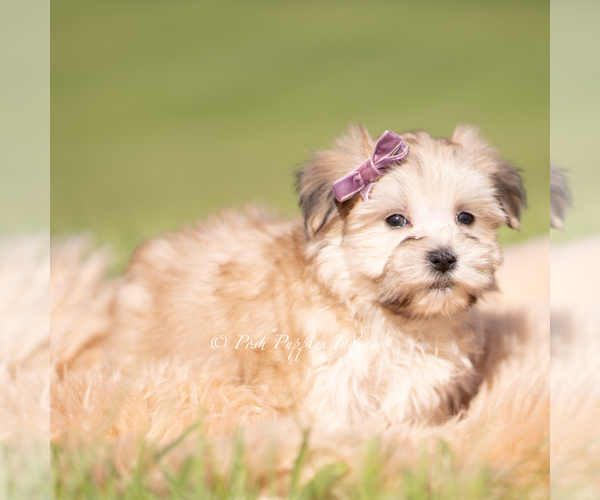 Medium Photo #14 Morkie Puppy For Sale in WARSAW, IN, USA