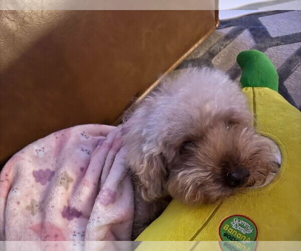 Medium Photo #1 Poodle (Miniature) Puppy For Sale in New York, NY, USA
