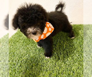 Bernedoodle (Miniature) Puppy for sale in LAKE ELSINORE, CA, USA