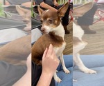 Small #1 Chihuahua Mix