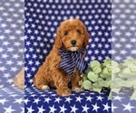 Small #3 Cavapoo