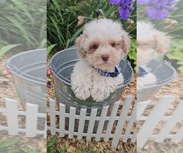 Medium Photo #3 Poodle (Toy) Puppy For Sale in INDIANAPOLIS, IN, USA