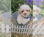Small #2 Poodle (Toy)