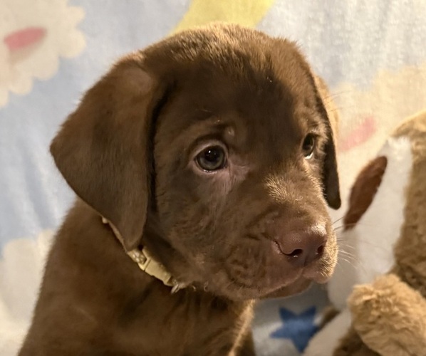 Medium Photo #16 Labrador Retriever Puppy For Sale in SPOTSYLVANIA, VA, USA