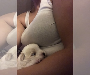 Maltese-YorkiePoo Mix Puppy for sale in CHARLESTON, SC, USA