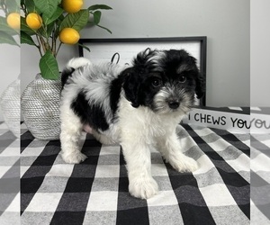 Maltipoo Puppy for sale in FRANKLIN, IN, USA