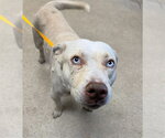 MELLOW - Male Mutt Dog for Adoption - Small photo
