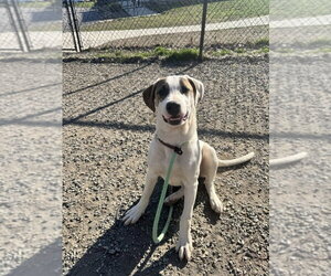 Labrador Retriever-Unknown Mix Dogs for adoption in Elmsford, NY, USA