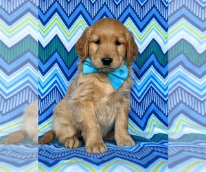 Golden Retriever Puppy for sale in KIRKWOOD, PA, USA