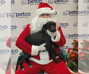 Mutt Dogs for adoption in Rosenberg, TX, USA