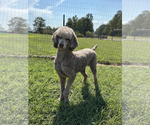 Small Photo #2 Poodle (Standard) Puppy For Sale in Pacolet, SC, USA