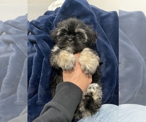 Shih Tzu Puppy for sale in LONG BEACH, CA, USA