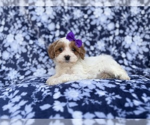 Cavapoo (Miniature) Puppy for sale in LAKELAND, FL, USA