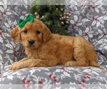 Small #4 Golden Retriever