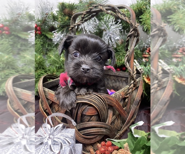 Medium Photo #6 Shorkie Tzu Puppy For Sale in SELLERSBURG, IN, USA