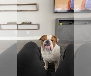 English Bulldog Puppy for sale in DALLAS, TX, USA