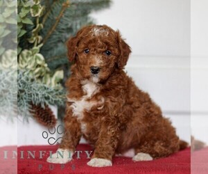 Goldendoodle (Miniature) Puppy for sale in LANCASTER, PA, USA