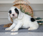Small #4 Cocker Spaniel