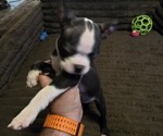 Small #8 Boston Terrier