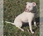 Small #10 American Pit Bull Terrier Mix