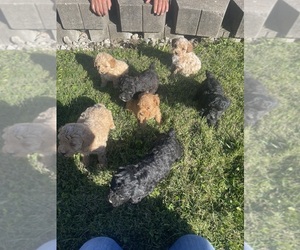 Poodle (Miniature) Puppy for sale in MUNFORDVILLE, KY, USA